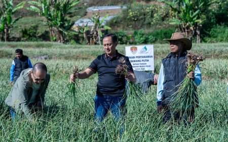 Satgas Pangan Polri Perkuat Swasembada Bawang Putih, Lahan Tanam di Sembalun Capai 534 Hektare