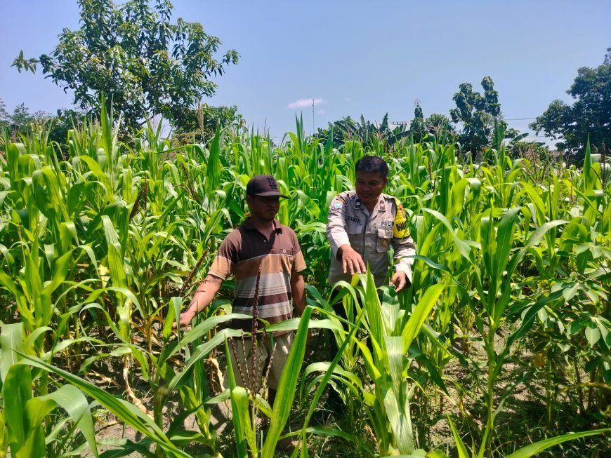 Kunjungi Petani Jagung, Upaya Bhabinkamtibmas Tulung Sukseskan Ketahanan Pangan