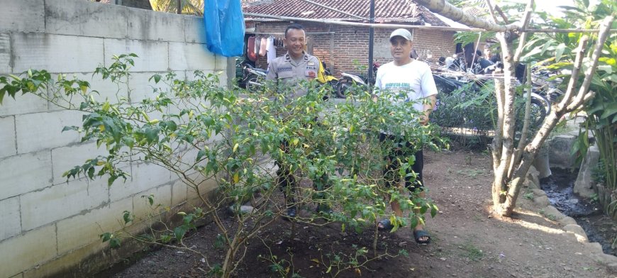 Bhabinkamtibmas Desa Sumbersari Dorong Pemanfaatan Pekarangan Cabai untuk Mendukung Ketahanan Pangan