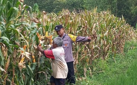 Bhabinkamtibmas Polsek Dagangan Dampingi Petani Jagung, Wujud Nyata Dukung Ketahanan Pangan Nasional