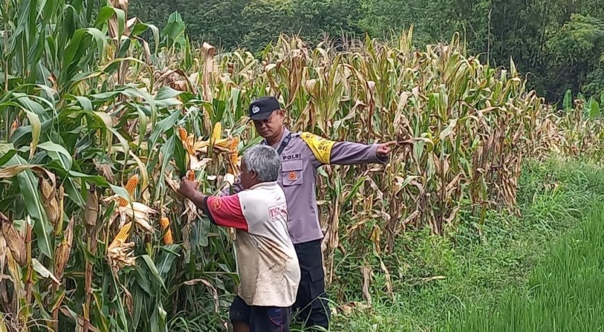 Bhabinkamtibmas Polsek Dagangan Dampingi Petani Jagung, Wujud Nyata Dukung Ketahanan Pangan Nasional