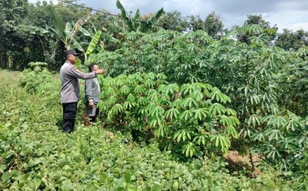 Singkong Tumbuh Rimbun di Kebun Warga, Bhabinkamtibmas Tawangrejo Temui Petani