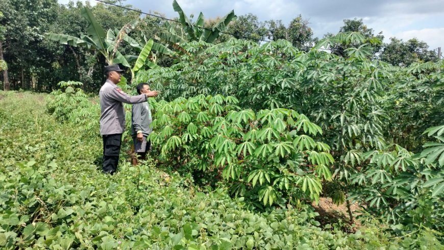 Singkong Tumbuh Rimbun di Kebun Warga, Bhabinkamtibmas Tawangrejo Temui Petani